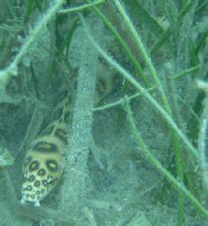 Something very new to me, a Gold spotted eel in the grass... by Lora Tucker 